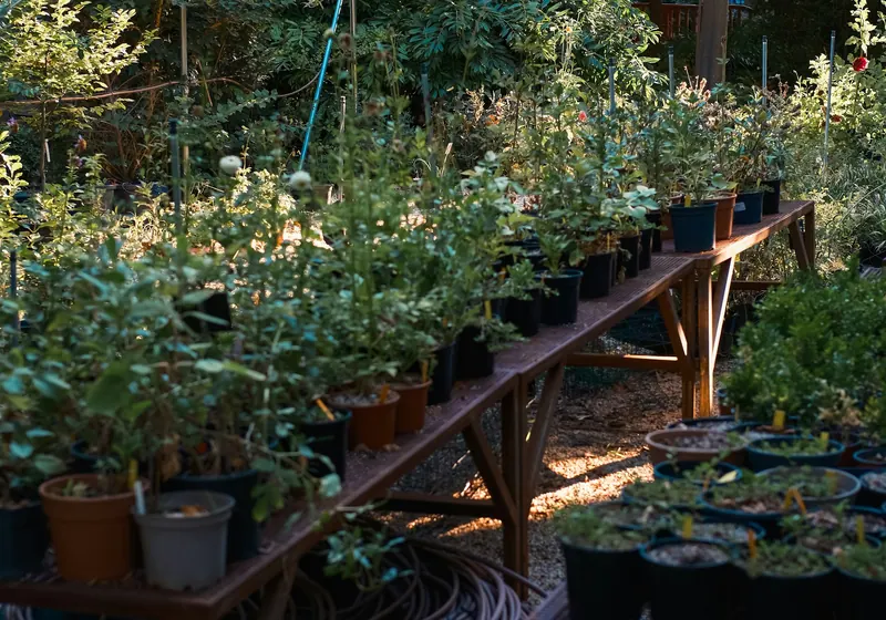 Potted plants at a garden nursery